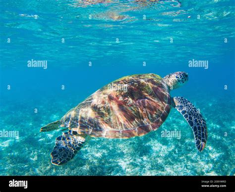 Le Musée de la Tortue: Un Sanctuaire Marin Fascinant à Xalapa